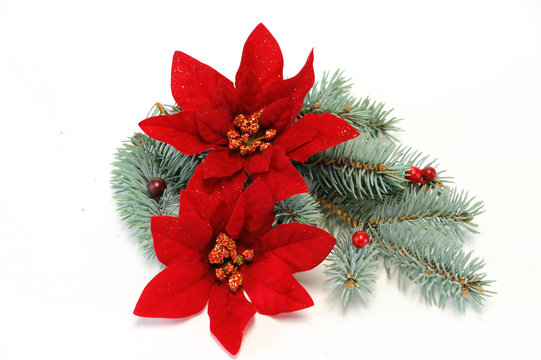 poinsettia and pine branch for Christmas decoration