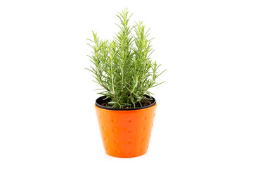 rosemary inside a black pot