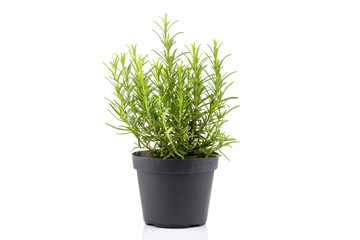rosemary inside a black pot © VertigoBarrov