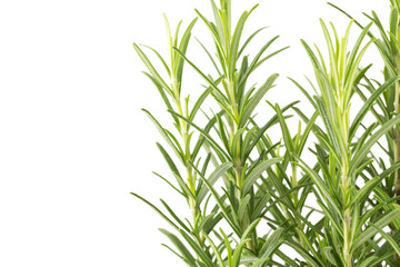Branches of rosemary on a white background