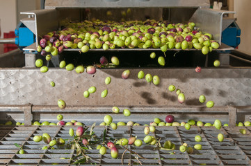 The process of olive cleaning and defoliation in a modern oil mill