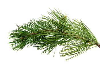 sprig of pine cones © ksena32