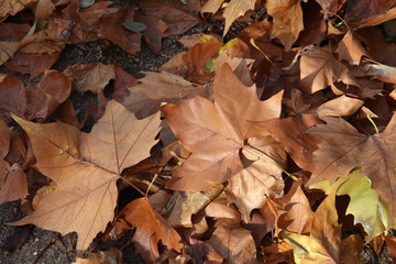 Autumn leaves