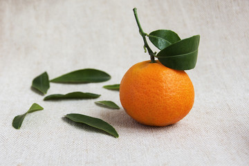 Juicy Clementine with green leaves on a fabric