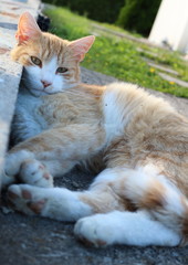 rote Katze liegt an der Mauer