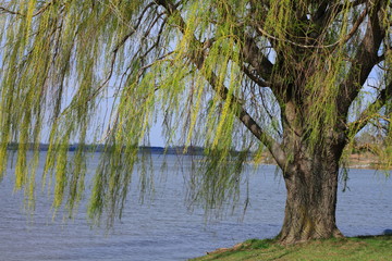 Willow tree