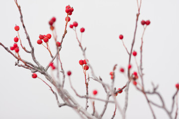 lens blur spesial effect branch of briar