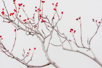 lens blur spesial effect branch of briar