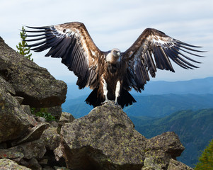 Griffon vulture   in wildness area
