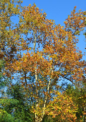 Fototapeta premium albero di acero in autunno