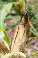 corncob detail from plantation from Nicaragua