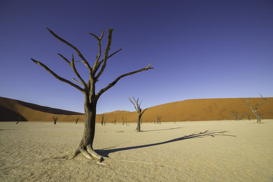 Deadvlei, or Dead Vlei, in Sossusvlei, Namibia