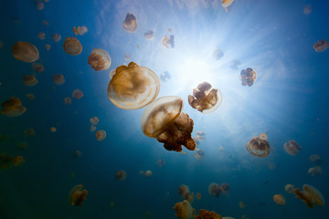 Jellyfish Lake © TravelPhotoBloggers