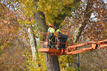 cortando las ramas de un árbol en otoño