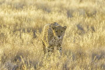 Cheetah in the Etosha National Park, Namibia