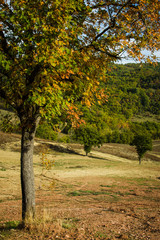 Fototapeta na wymiar Oak in autumn in Italy