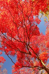 青空と紅葉