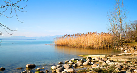 Reeds and the lake are peaceful