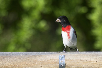 Rose Breasted Grossbeak waiting for food.