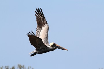Brown Pelican In Flight