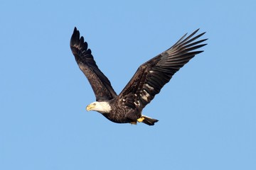 Bald Eagle (haliaeetus leucocephalus)