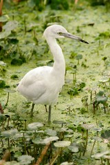 Fototapeta premium Juvenile Little Blue Heron (Egretta caerulea)