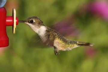 Ruby-throated Hummingbird At A Feeder