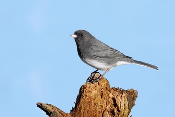 Junco on a Perch