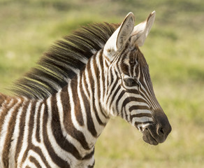 Fototapeta na wymiar Kenya Africa Amboseli reserve zebra foal