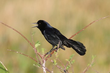 Boat-tailed Grackle (Quiscalus major)