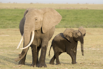 Kenya Africa Amboseli reserve,elephant with young calf.