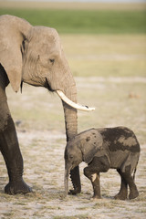 Kenya Africa Amboseli reserve,elephant with baby calf.