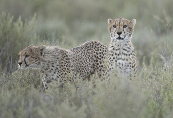 Africa, Tanzania Serengeti National Park, cheetah hunting.