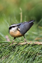 Red-breasted Nuthatch On A Perch