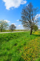 Yellow spring flowers on green filed with blooming trees along rural road, Kotuszow village, Poland