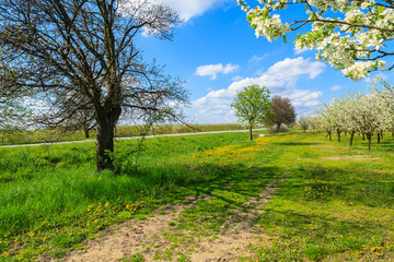 Yellow spring flowers on green filed with blooming trees along rural road, Kotuszow village, Poland