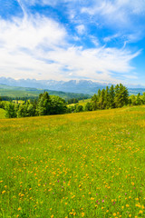 Fototapeta na wymiar Spring flowers on green meadow with mountains view, Lapszanka, Tatry Mountains