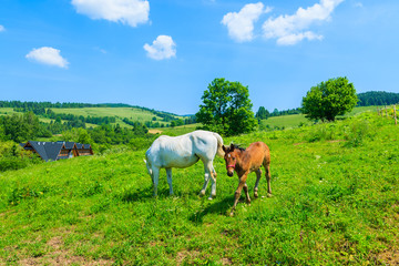 Fototapeta na wymiar Mother horse and her little foal grazing on green field, Pieniny Mountains, Poland