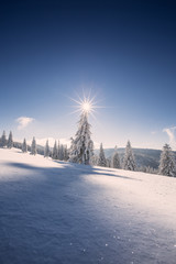conifer trees in winter in Black Forest, Germany