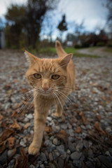 cat straying on front yard