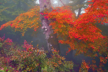 Fototapeta na wymiar autumn mist