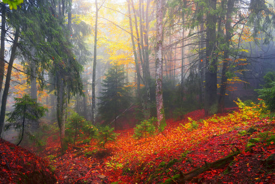 autumn mist
