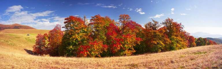 Golden colors of autumn