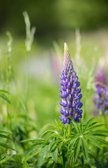 wild Lupins in Arrowtown, New Zealand