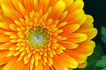 Orange Yellow Gerbera Flower Close-up Macro