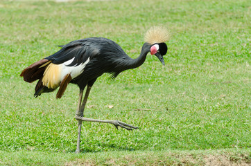 Grey Crowned Crane.