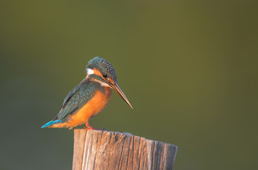 Common Kingfisher