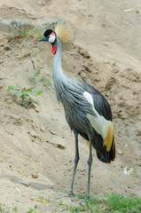 Grey Crowned Crane.
