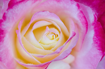 Rose Close-up Shot