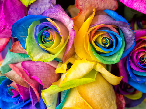 Rainbow roses close-up